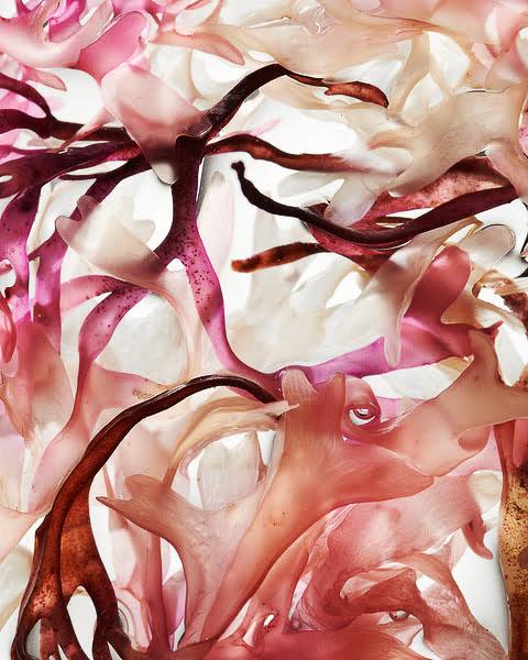 SKŌUD Cosmetics