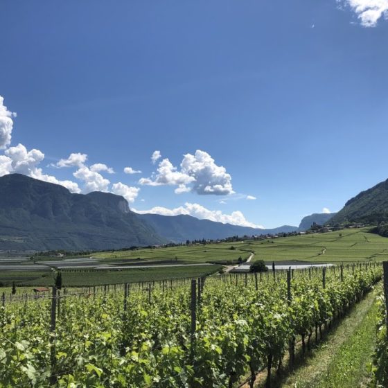 Weintipp_sauvignon-blanc-Südtirol_Voglar_Dipoli