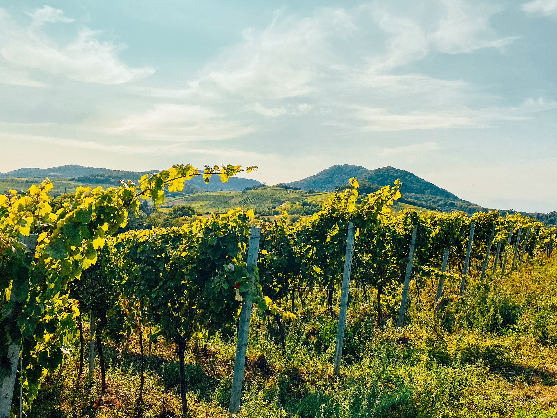 Weinberge Pfalz