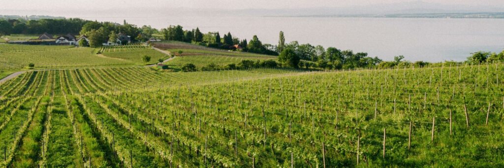 Weingut Aufricht - Weintipp am Bodensee