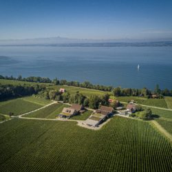 Weintipp Bodensee
