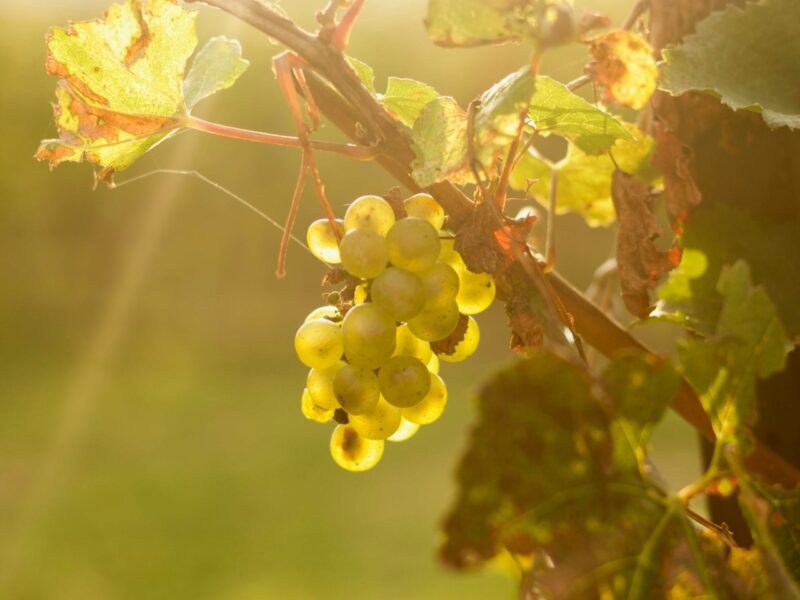 Weintipp: Franciacorta Satèn DOCG
