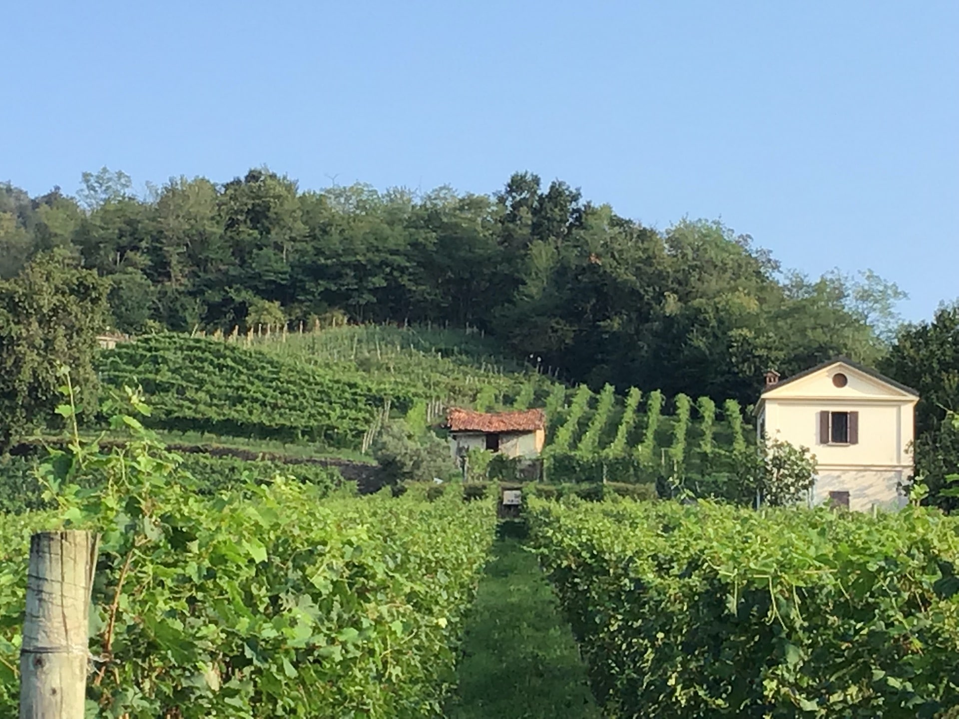 Weintipp Lago Maggiore