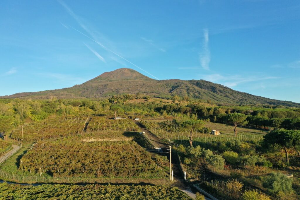 Wein Vesuv Pompeji