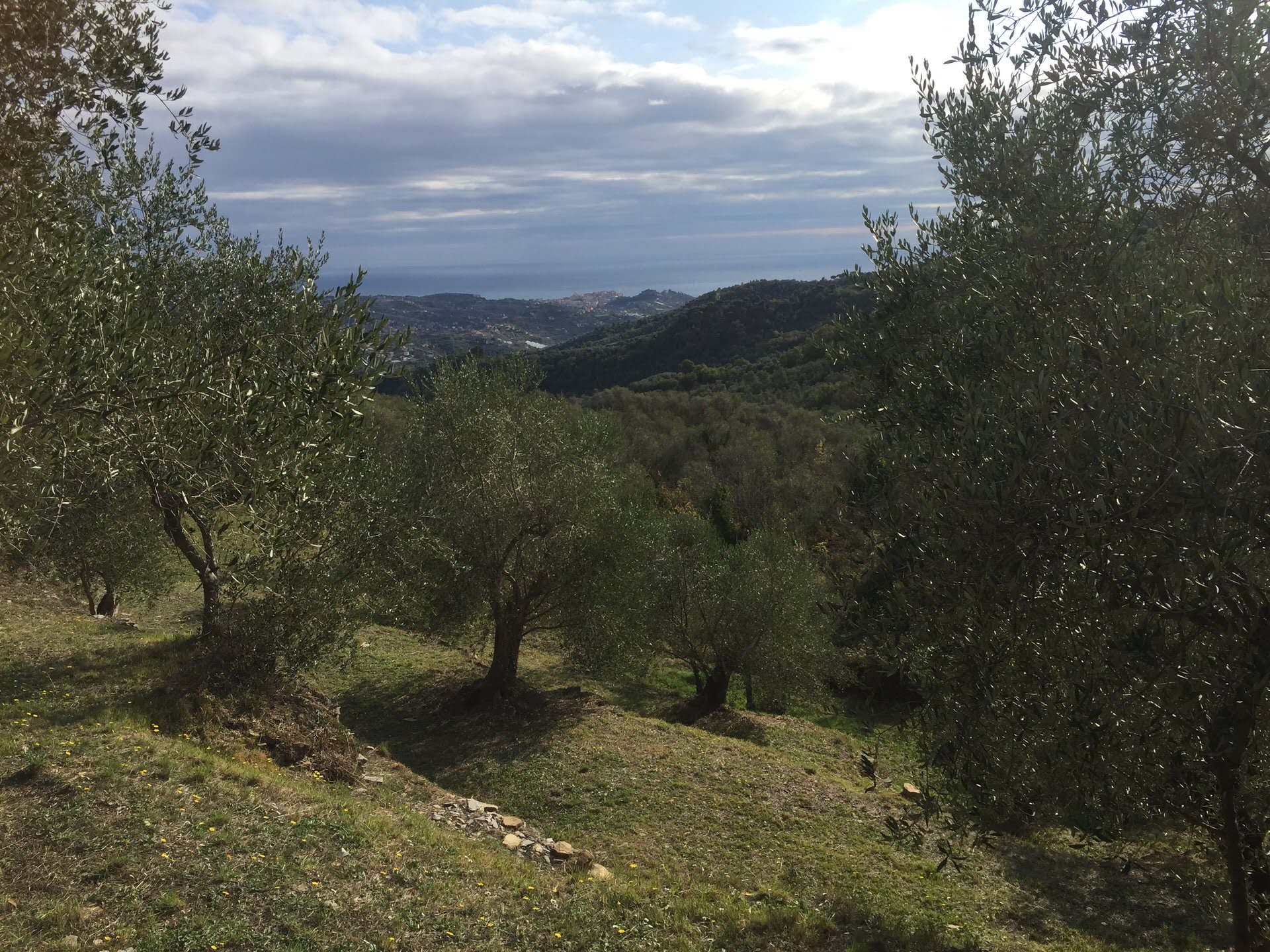 Olivenöl aus Taggiasca-Oliven