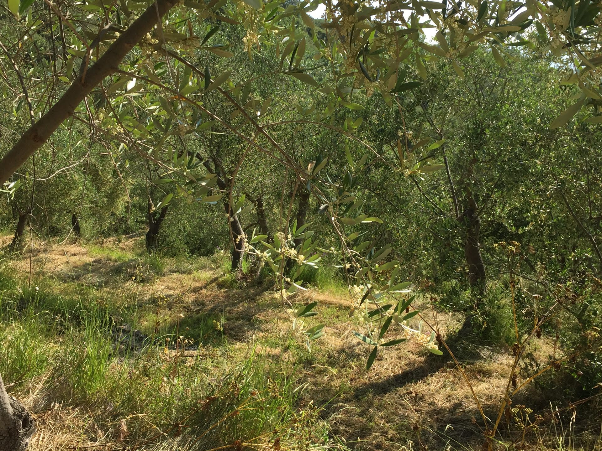 Olivenöl aus Taggiasca-Oliven