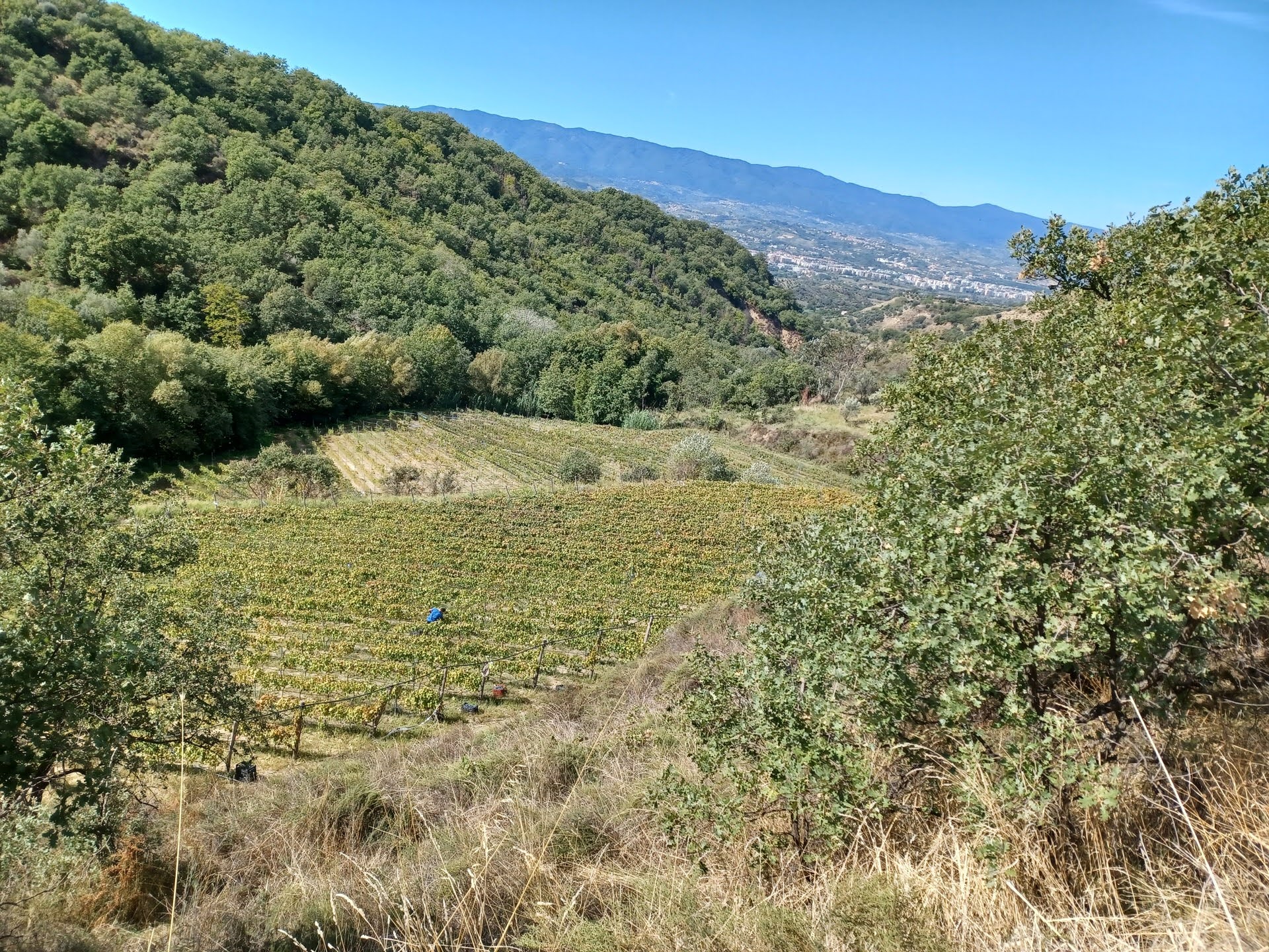 Weingut Spiriti Ebbri in Kalabrien