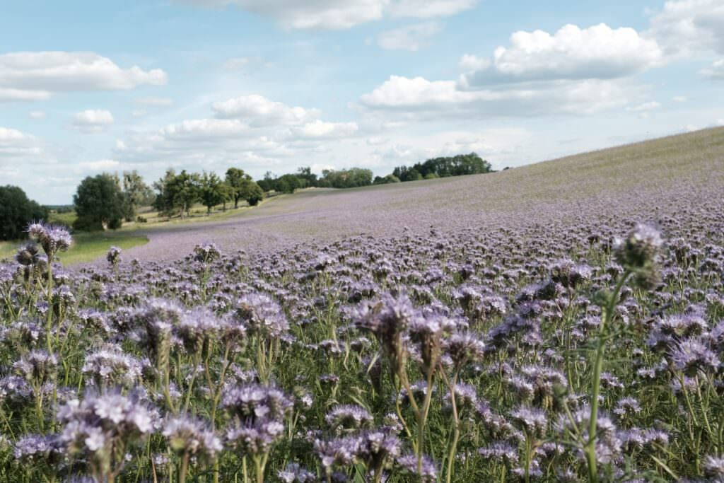 Ferienwohnung & Ferienhaus Uckermark - Hof Flieht