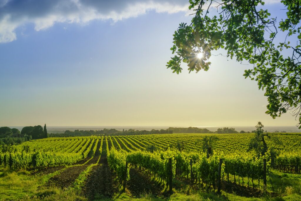 Weintipps Maremma - Bolgheri & Suvereto