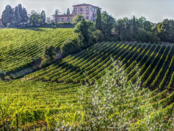 Weintipps Maremma - Bolgheri & Suvereto