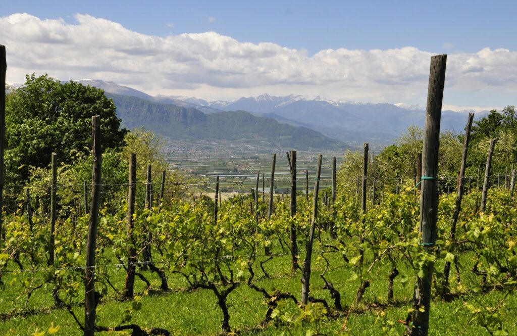 Tipps Lago Maggiore & Piemont - Weinberge