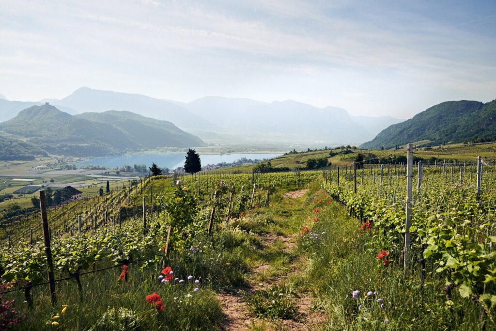 Panoramic Suites Winzerhöhe – Ferienwohnung bei Meran