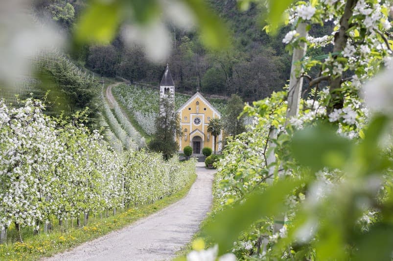 Panoramic Suites Winzerhöhe – Ferienwohnung bei Meran