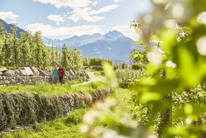Panoramic Suites Winzerhöhe – Ferienwohnung bei Meran