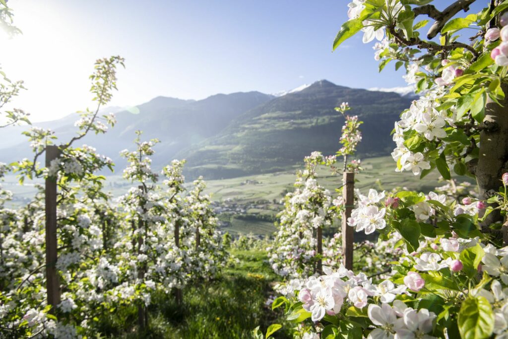 Panoramic Suites Winzerhöhe – Ferienwohnung bei Meran