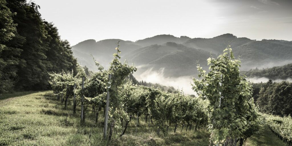 Urlaub auf dem Weingut Skringer Südsteiermark