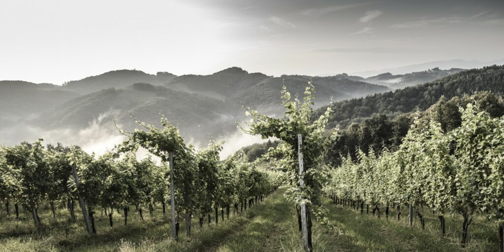 Urlaub auf dem Weingut Skringer Südsteiermark