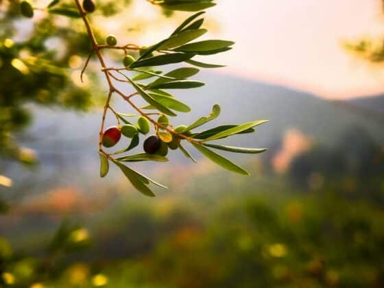 Top 5 - Die besten Olivenöl-Produzenten in Italien 2024