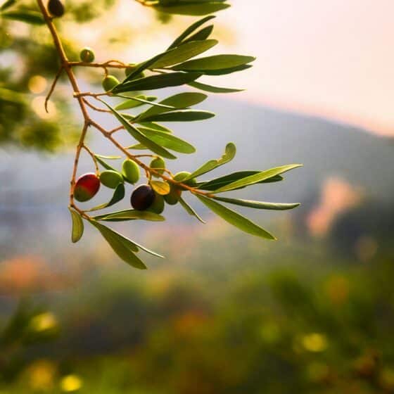 Top 5 - Die besten Olivenöl-Produzenten in Italien 2024