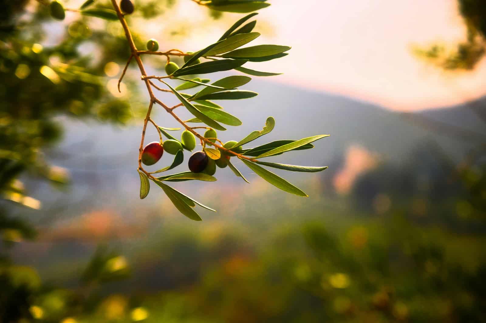 Top 5 - Die besten Olivenöl-Produzenten in Italien 2024