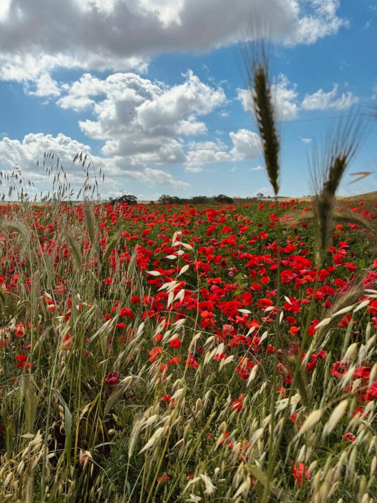 Boutiquehotel in der Maremma - Radicata Orbetello