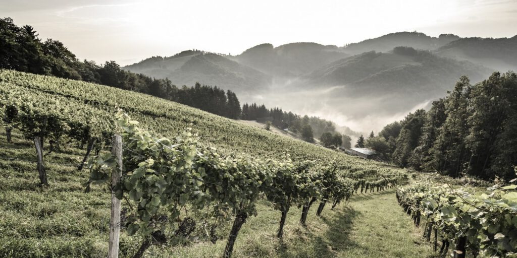 Urlaub auf dem Weingut Skringer Südsteiermark