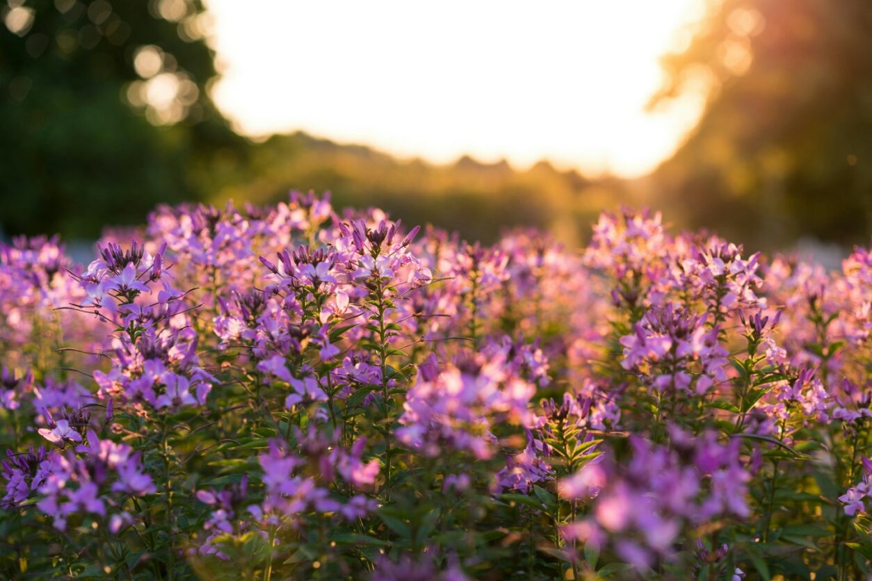 Unsere Top 5: Die schönsten Reiseziele im Frühling