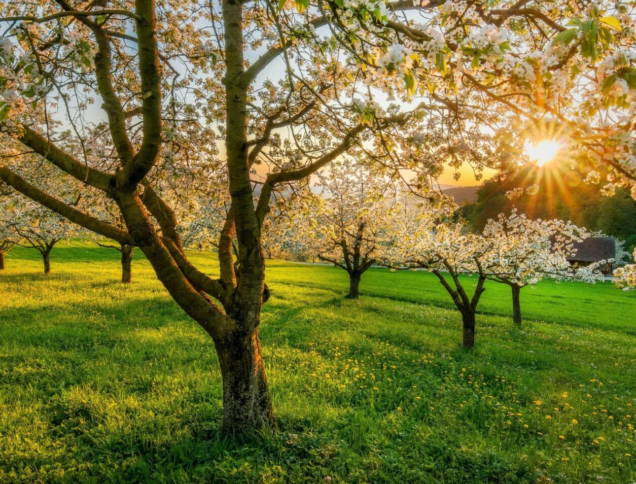 Unsere Top 5: Die schönsten Reiseziele im Frühling