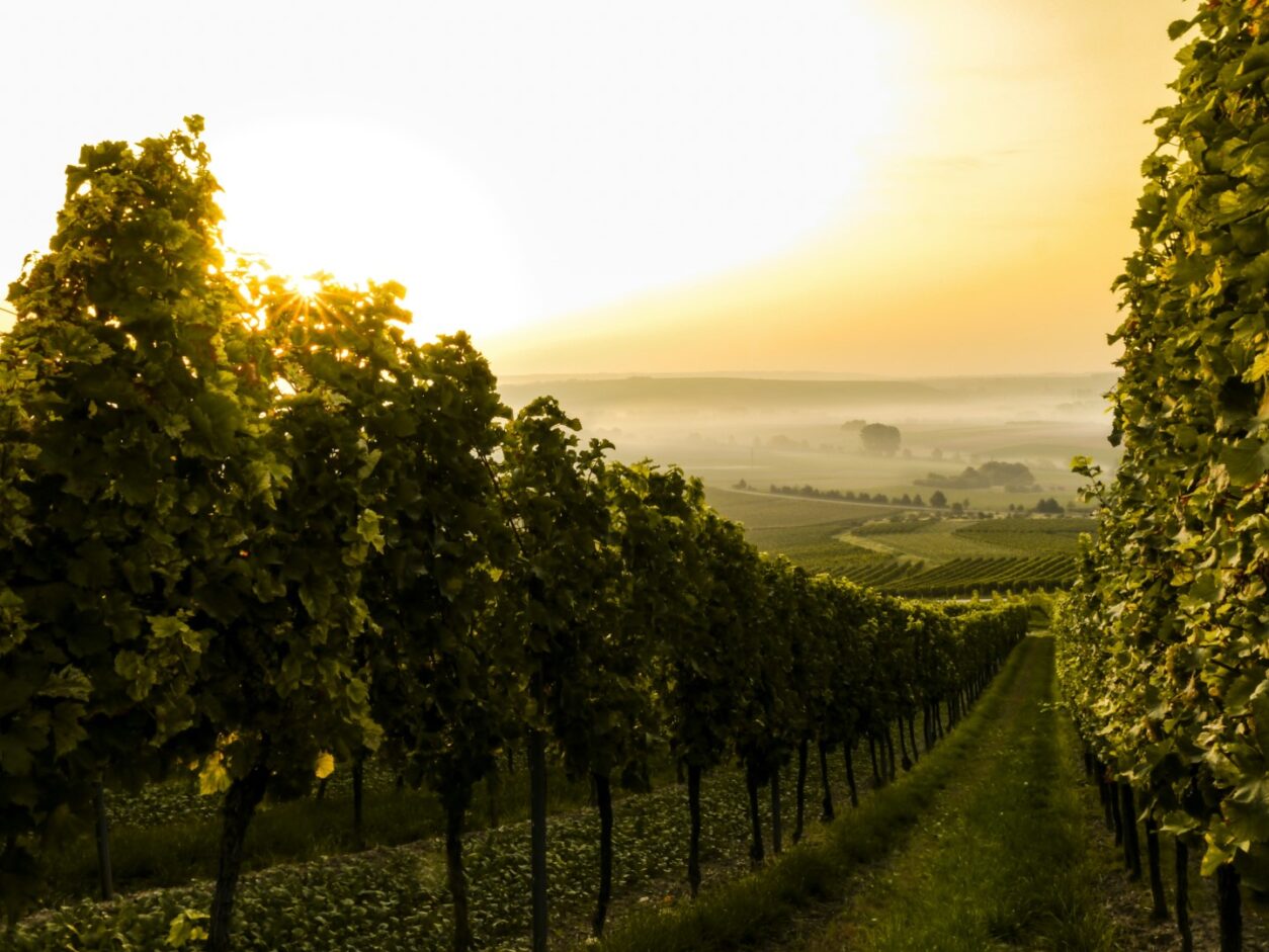 Weintipp Rheinhessen