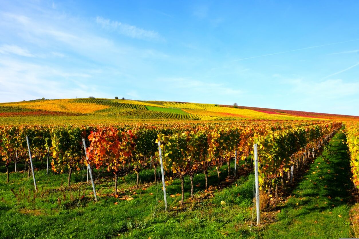 Weintipp Rheinhessen