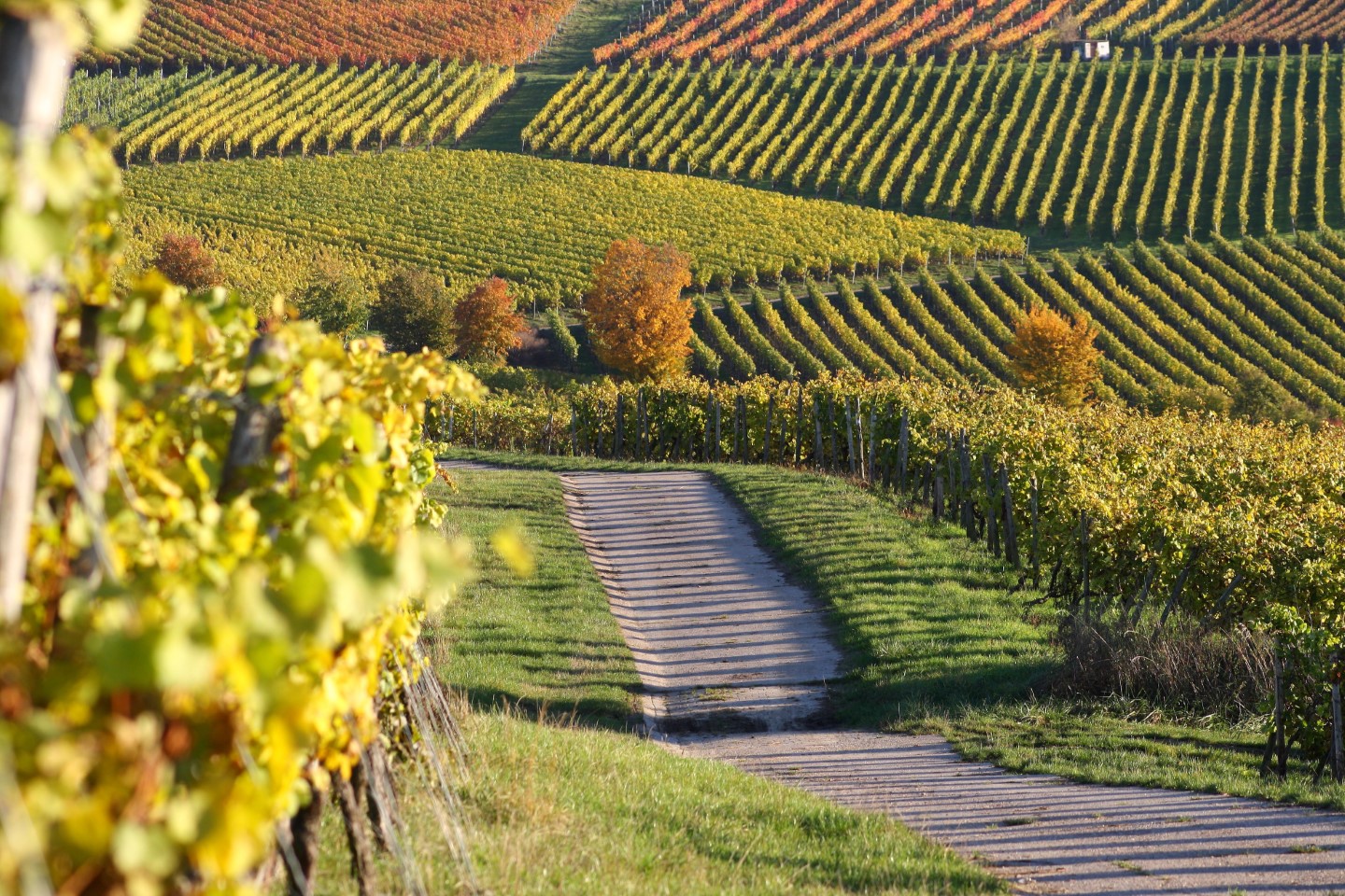 Rheinhessen, vom Massenwein zu individuellen Topweinen