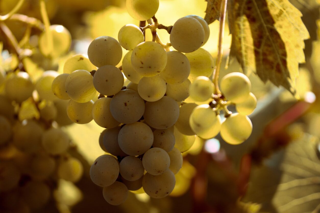 Weintipp Rheinhessen