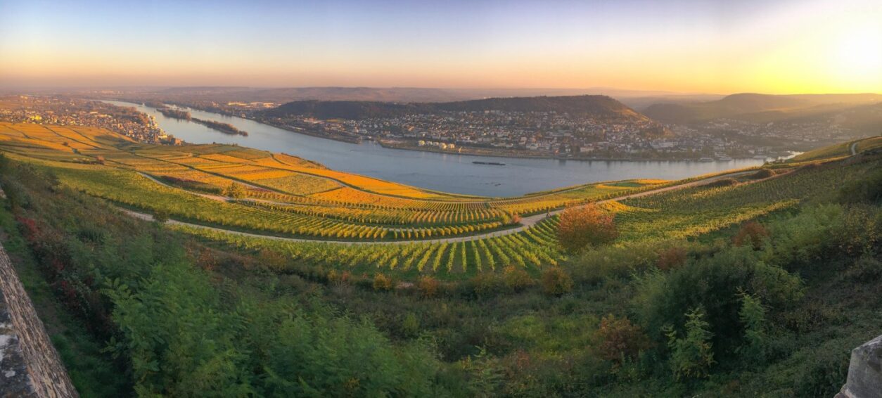 Weintipp Rheinhessen