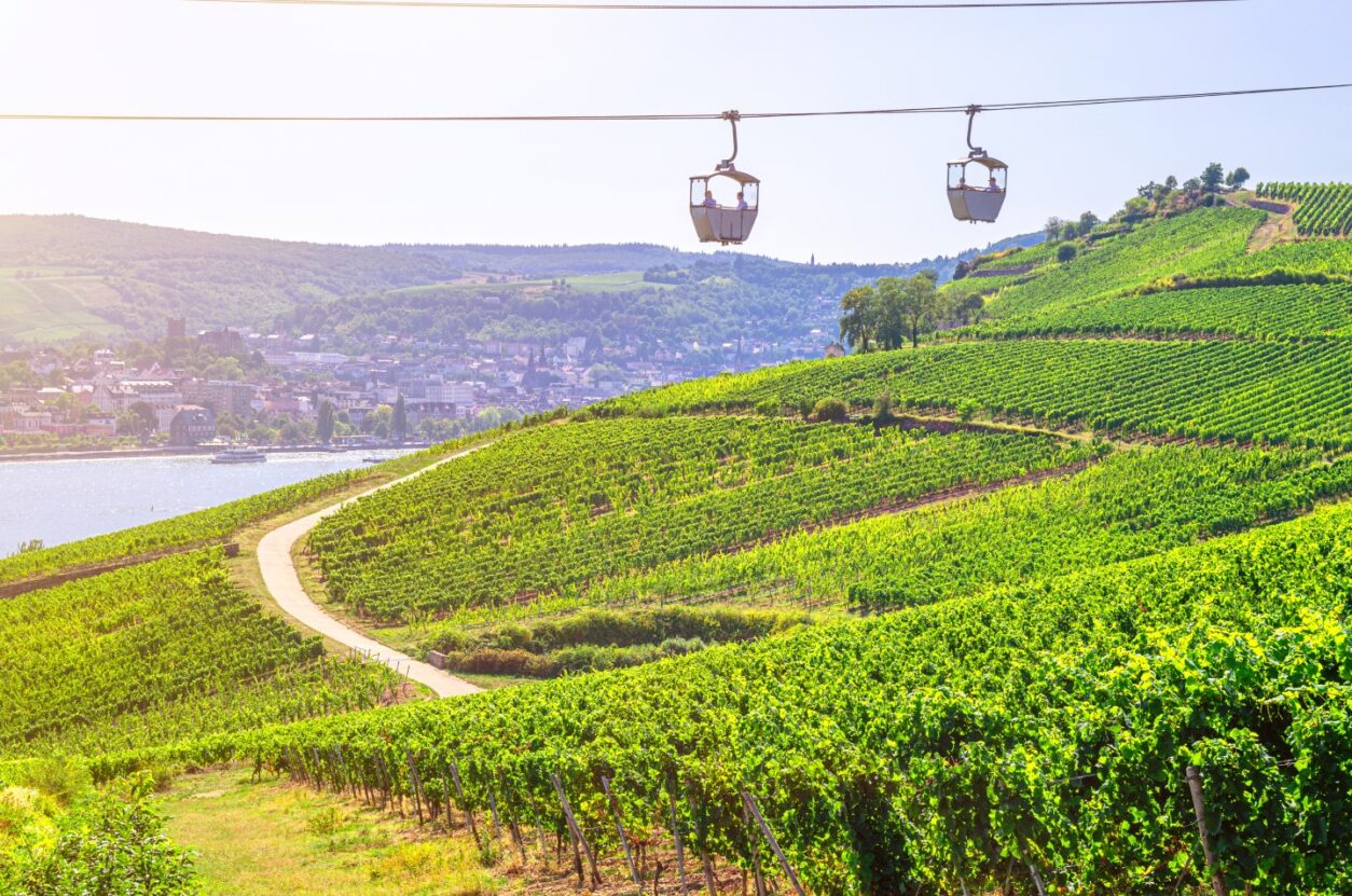 Weintipp Rheinhessen