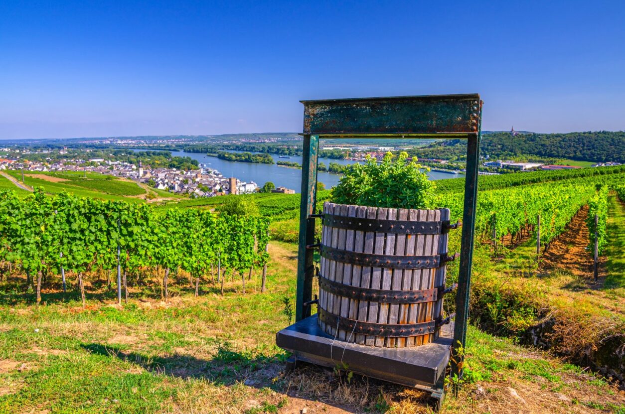Weintipp Rheinhessen