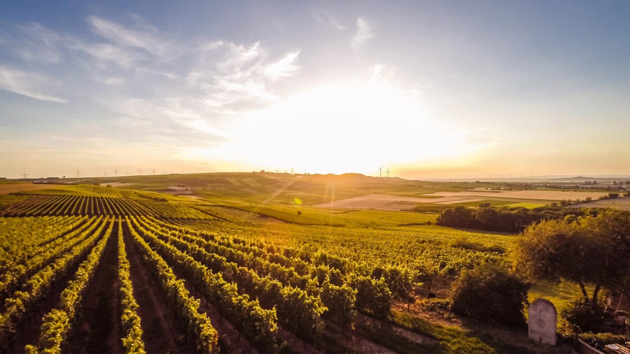 Weintipp Rheinhessen - Weingut Weedenborn