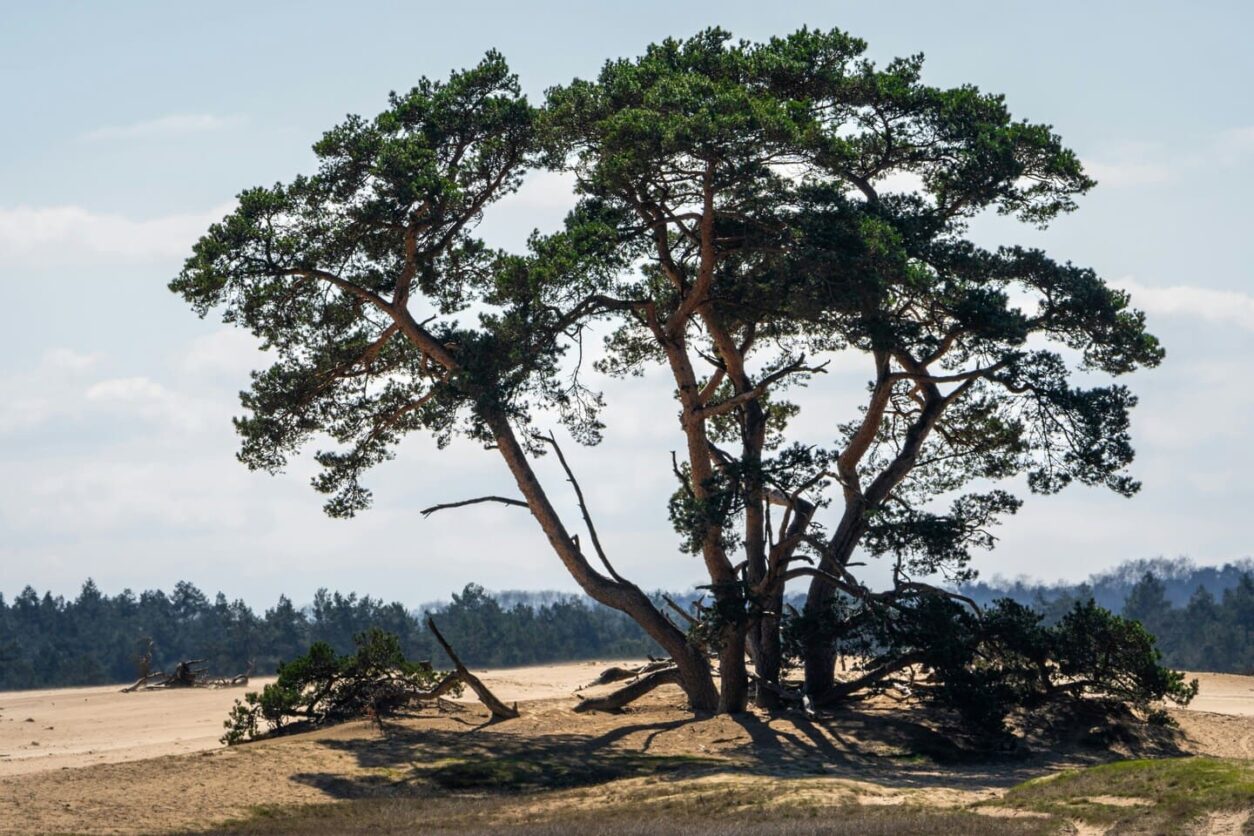 Geheimtipp Gelderland - Nationalpark De Hoge Veluwe
