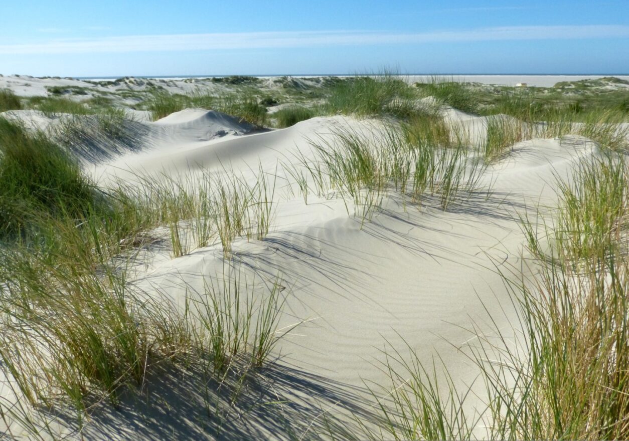 Erlebnistipp Nationalpark Wattenmeer in Dänemark