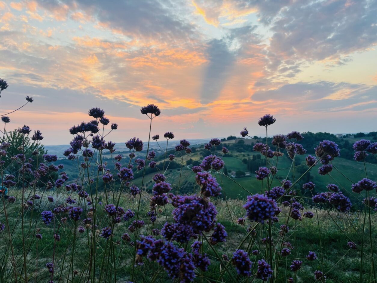 La Collina dei Gelsi - Ferienwohnungen in den Marken