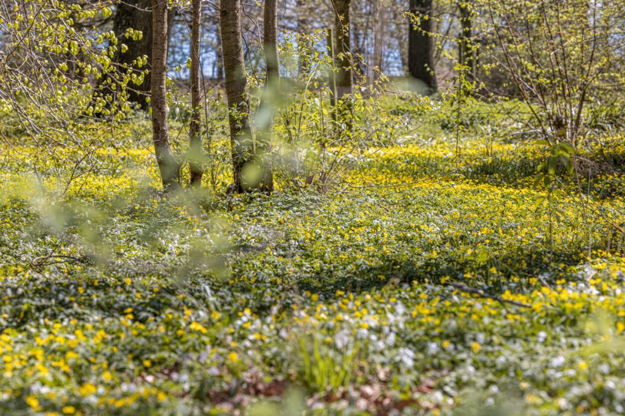 Hot Deal Seegut Zeppelin - Frühlingsfrische am Bodensee
