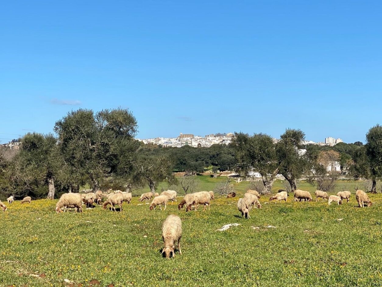 Trullo in Apulien - Trullo Grano di Puglia