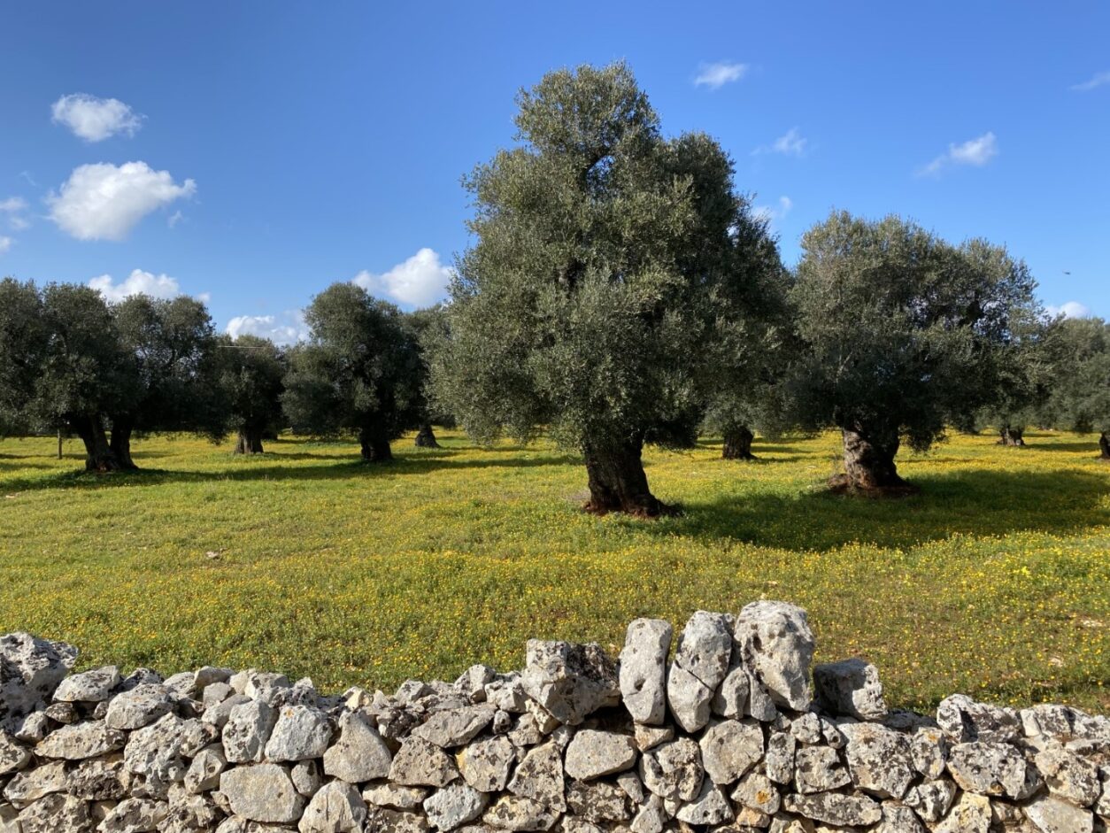 Trullo in Apulien - Trullo Grano di Puglia