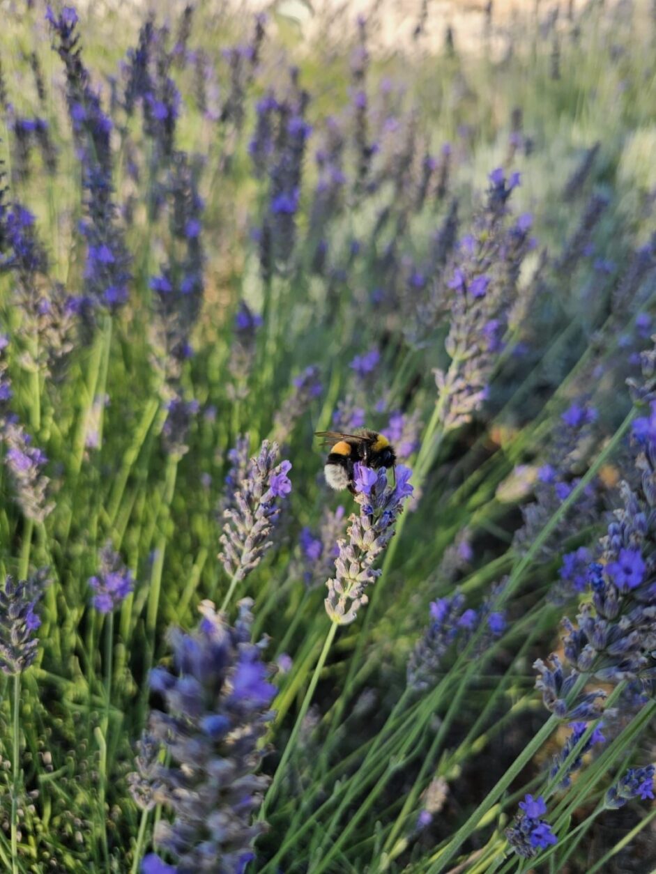 Trullo in Apulien - Trullo Grano di Puglia
