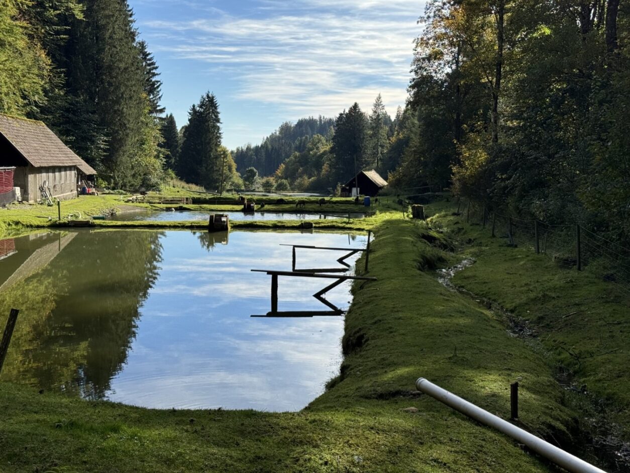 Ferienwohnungen auf dem Hofgut im Allgäu - tobel1853