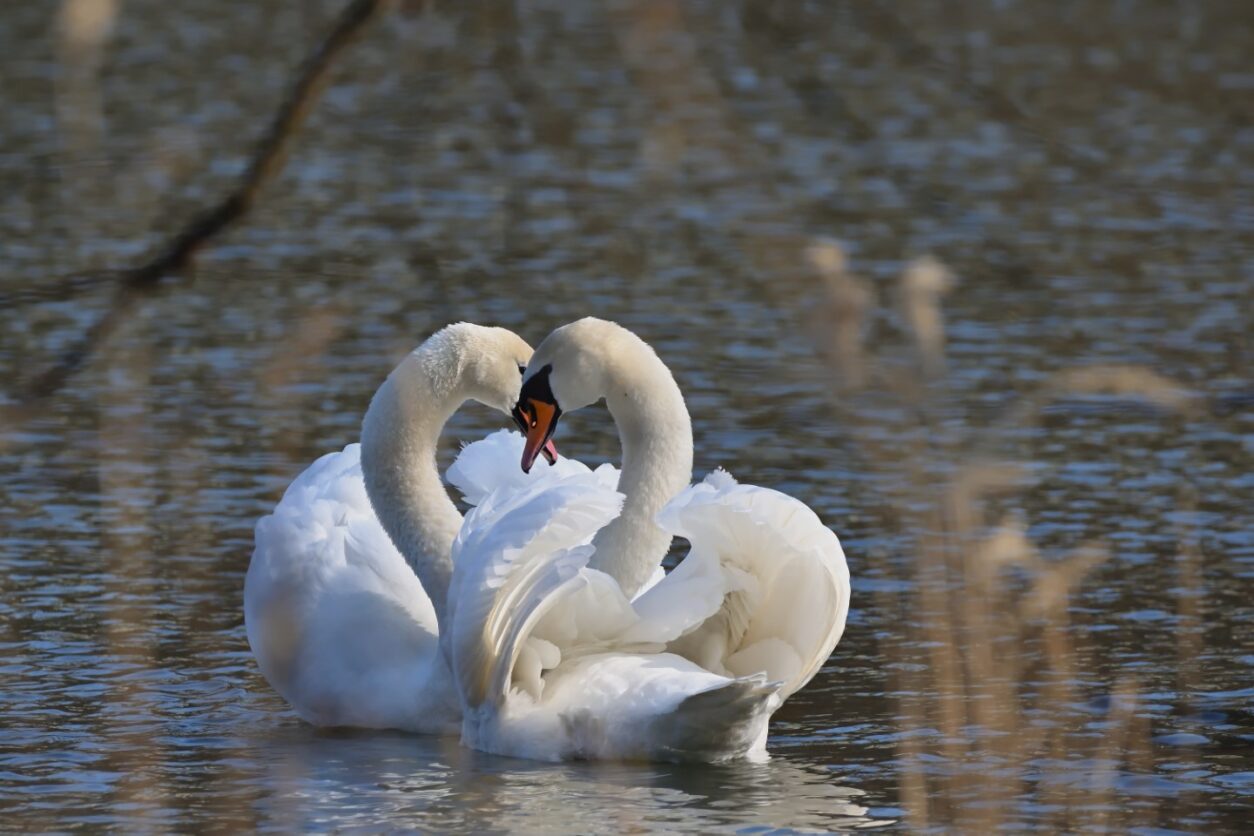 Inneres Gleichgewicht - Inner Balance