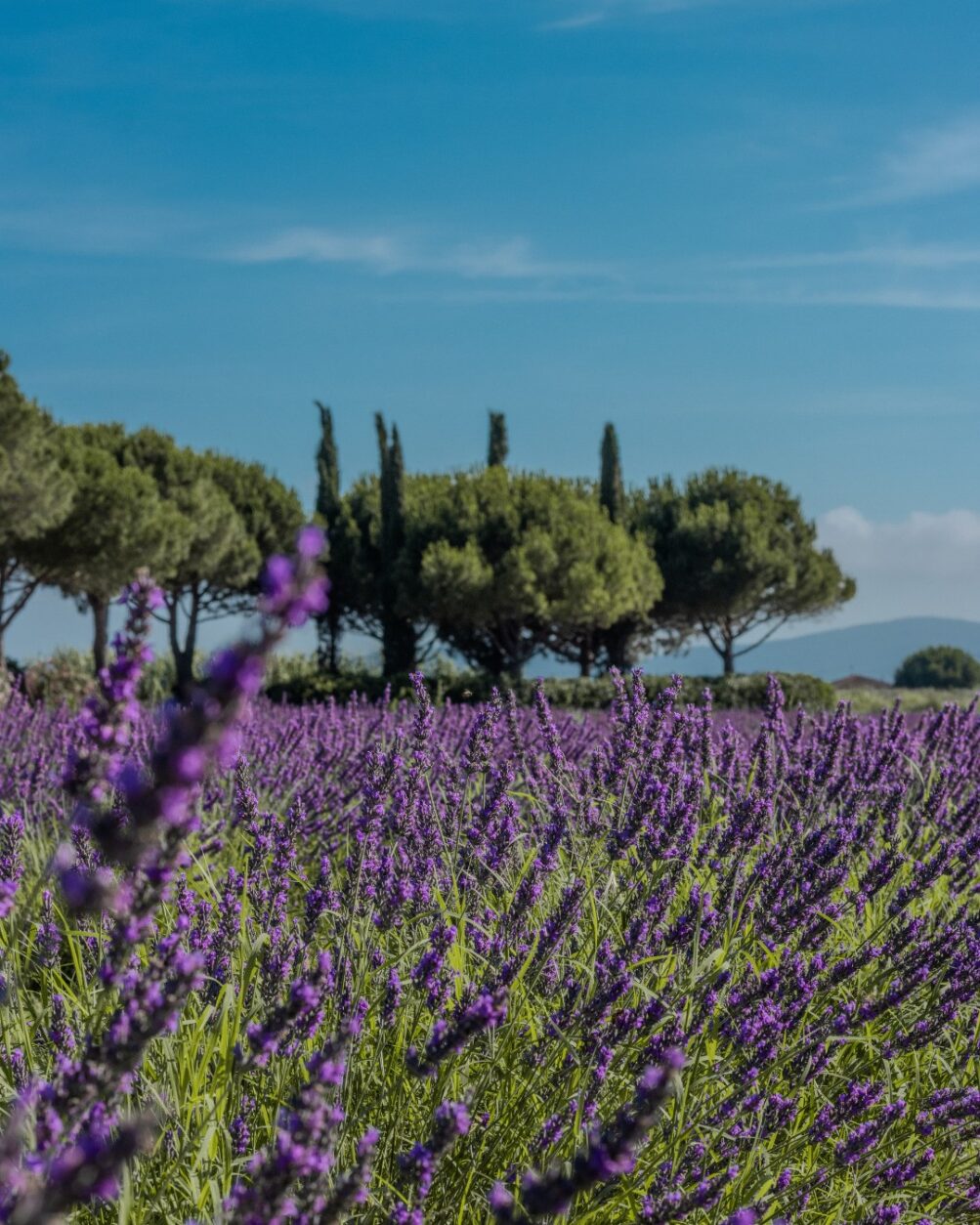 Agriturismo Toskana mit Spa - Villa Toscana
