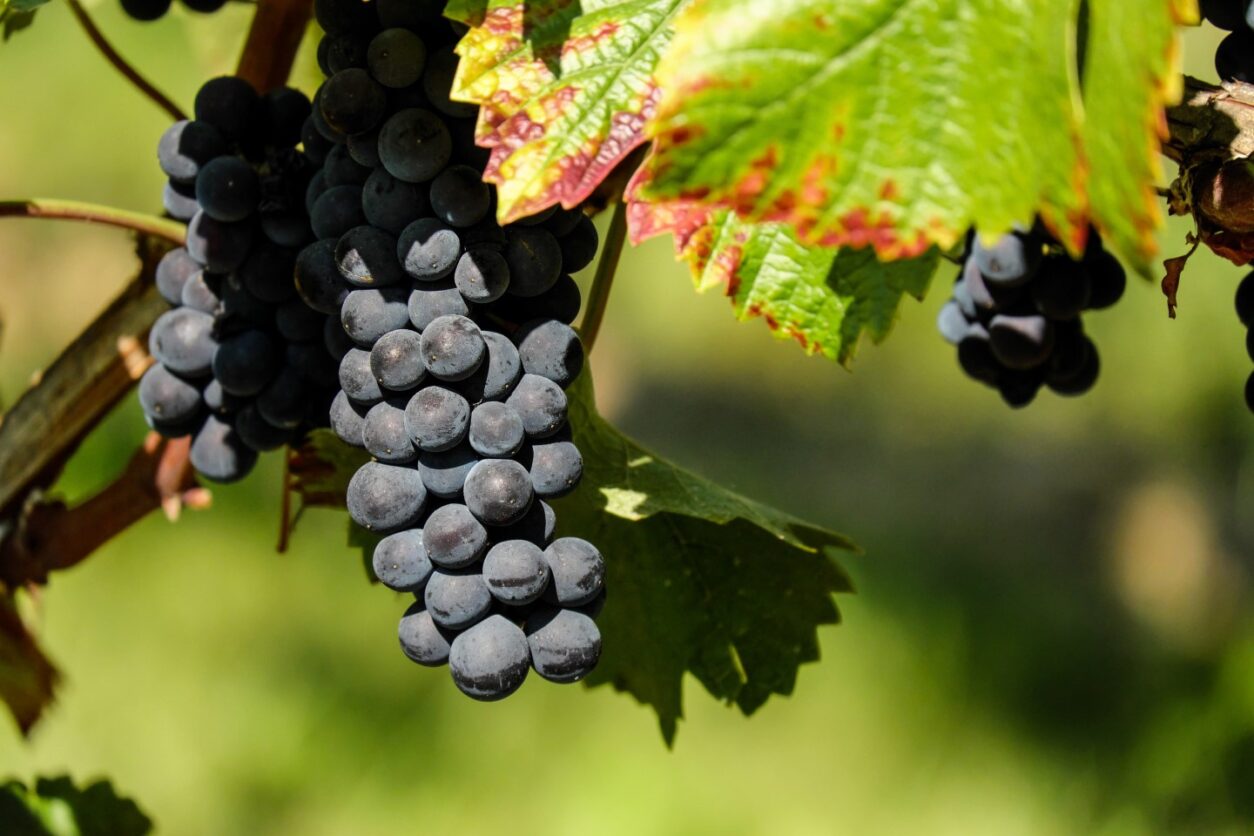 Insider-Tipps Bozen - Weinrebe