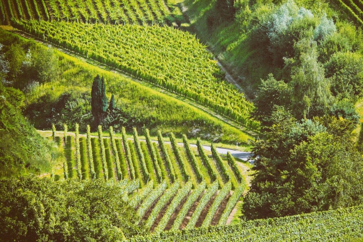 Freiburg im Breisgau Tipps - Altstadt, Genuss, Ausflüge -Kaiserstuhl