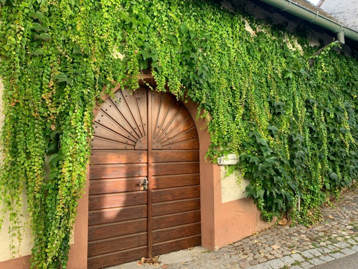 Freiburg im Breisgau Tipps - Altstadt, Genuss, Ausflüge -Kaiserstuhl