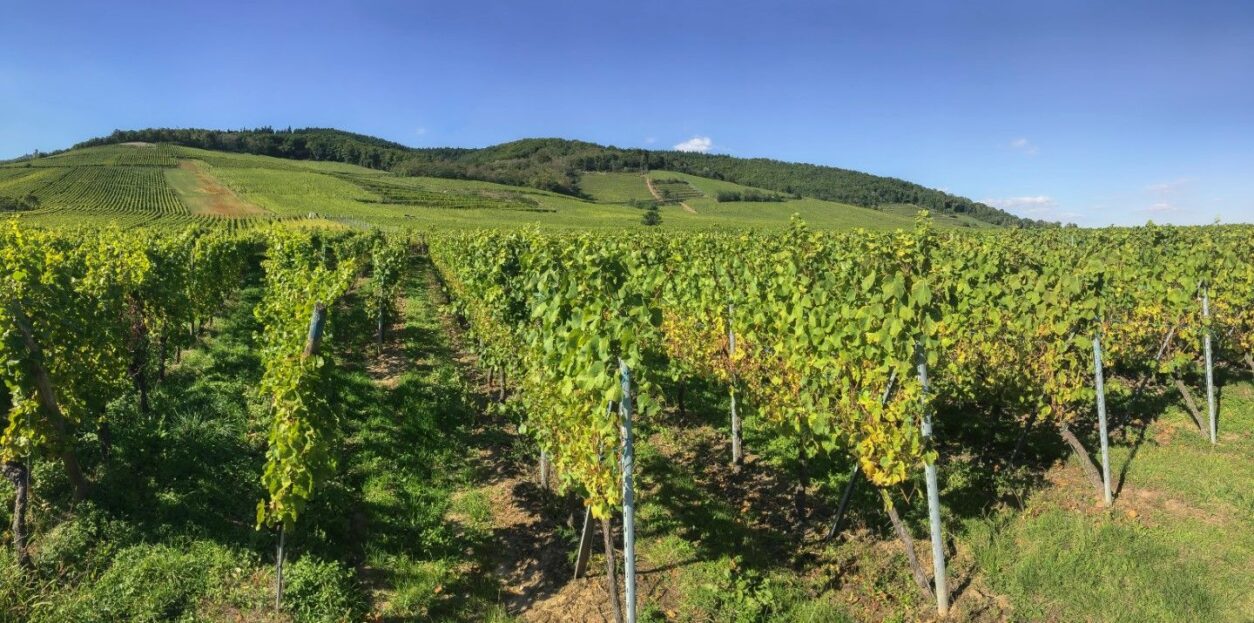 Freiburg im Breisgau Tipps - Altstadt, Genuss, Ausflüge - Weinberge